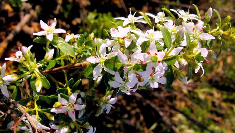 Buchblätter in Cistolax