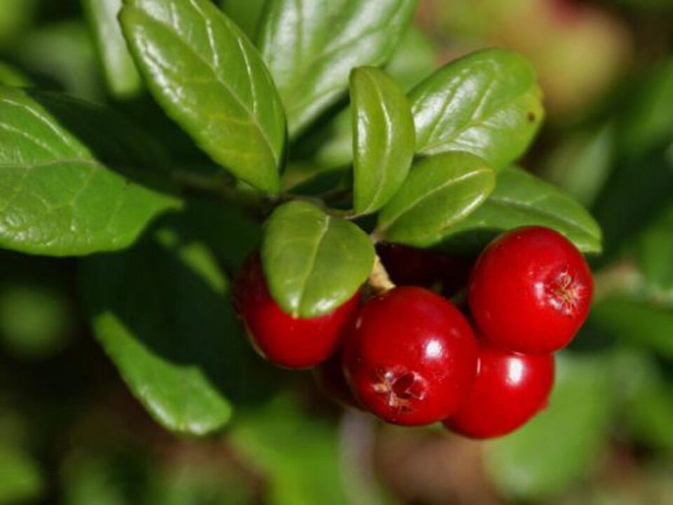 Cranberry gegen Blasenentzündung bei Frauen